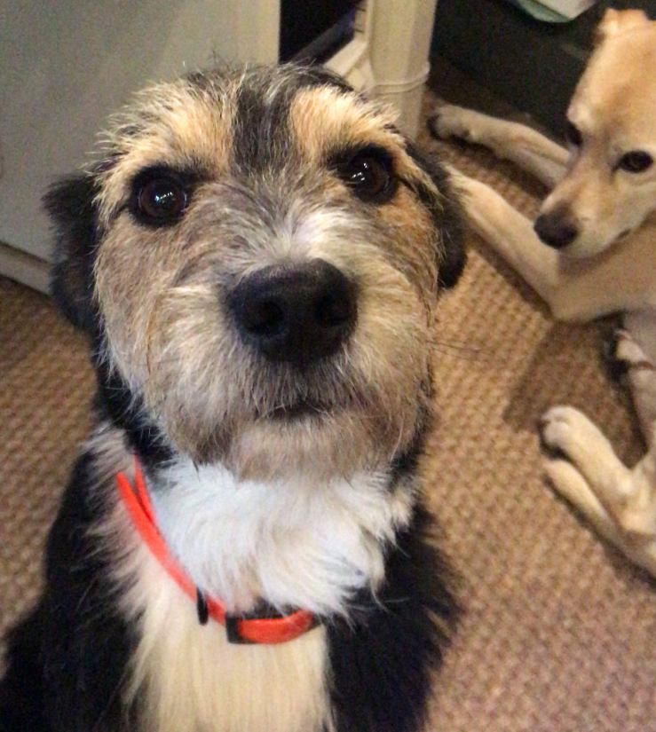 Une application de conseils véto à portée de patte 7