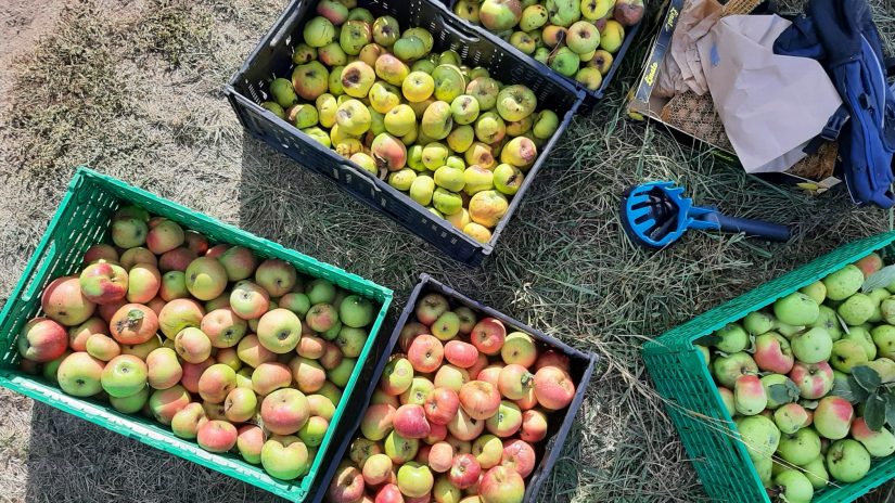 Cueillettes Aux arbres citoyens ! anti-gaspi et solidaires 2
