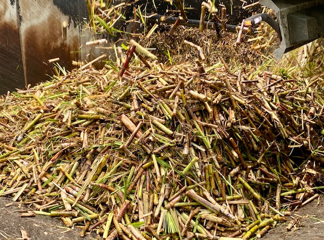 Dans le jardin d’Edden des rhums JM 4
