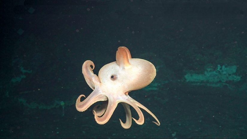 protection-fond-marin-biodiversite