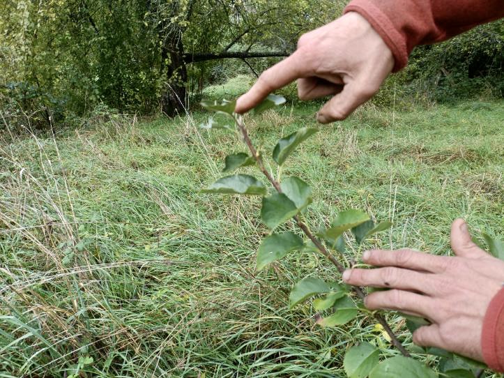 La ronce, une amie qui nous veut du bien 4