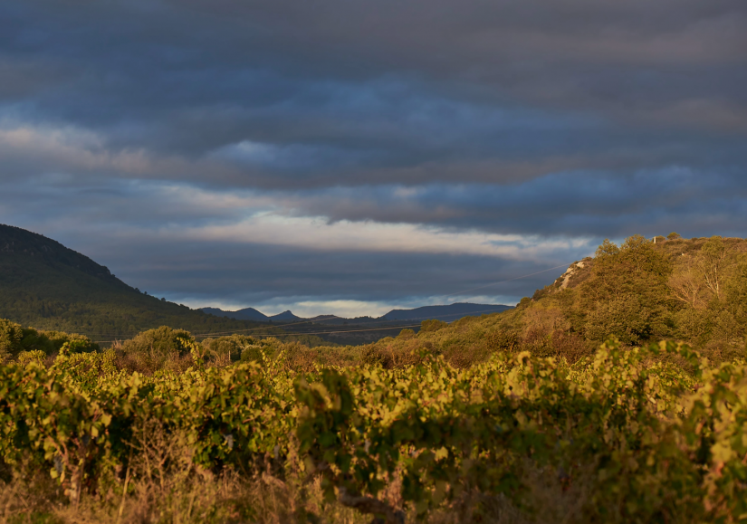 Les cuvées solidaires d'un vigneron du Verdon 2