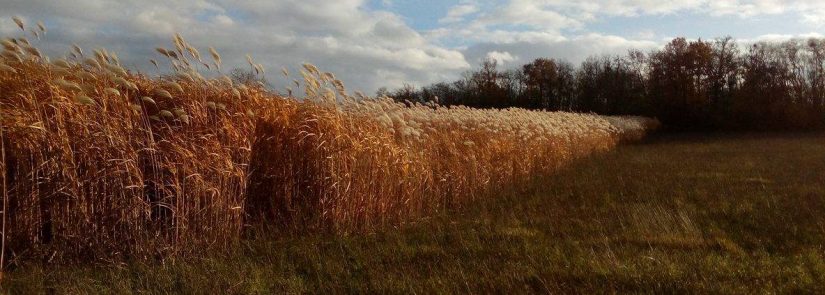 Le miscanthus, chauffage écolo d'une commune alsacienne