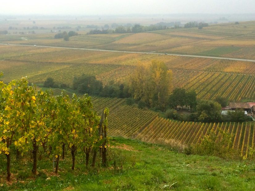 « Les vins bios répondent à la tendance du boire moins mais mieux » 2