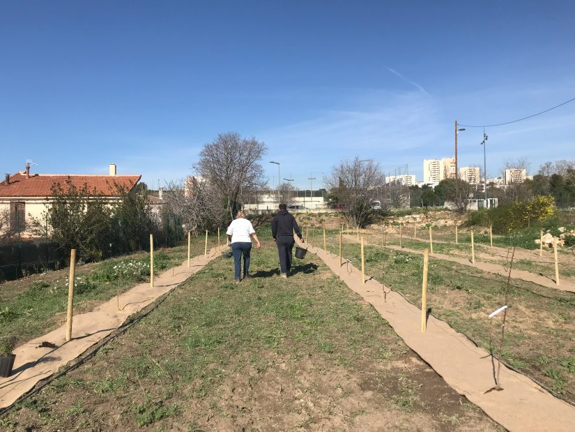Un premier verger urbain participatif et scientifique 4