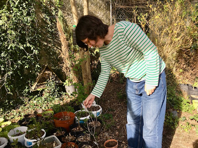 Repousse reboise gratuitement Nantes avec des arbres locaux 1