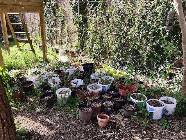 Repousse reboise gratuitement Nantes avec des arbres locaux 2