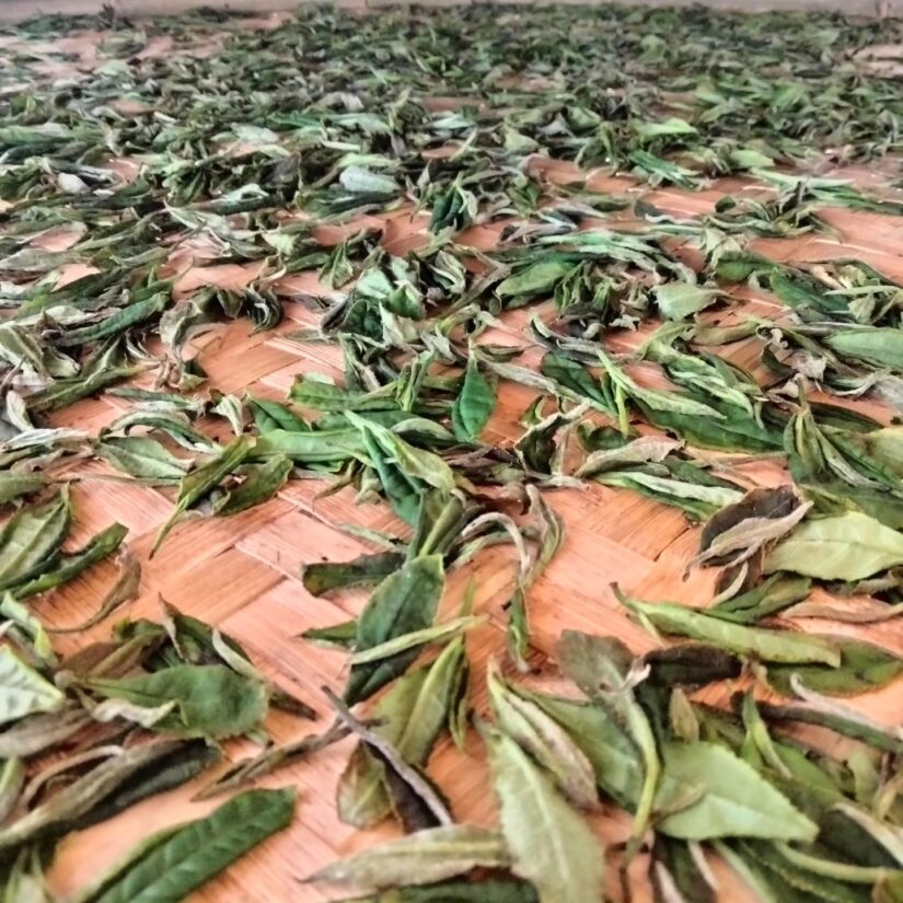 Ils cultivent du thé en France (et pourquoi pas !) 1