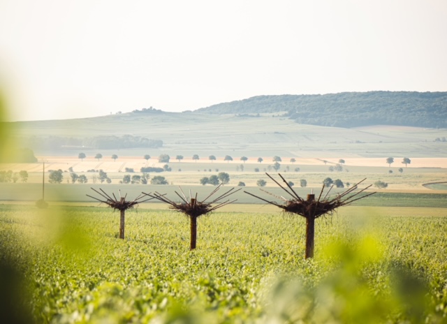Des arbres dans les vignes de Ruinart 1