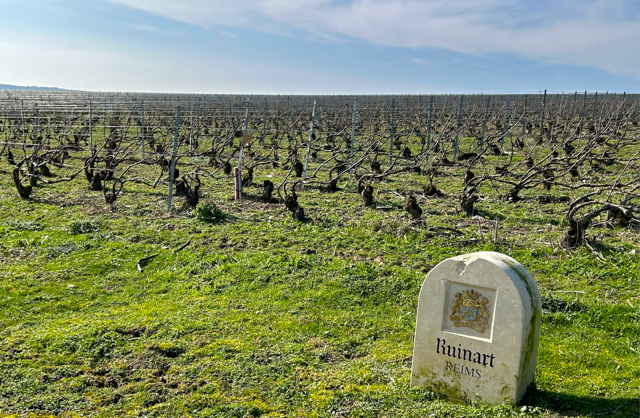 Des arbres dans les vignes de Ruinart 4