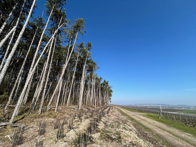 Des arbres dans les vignes de Ruinart 6