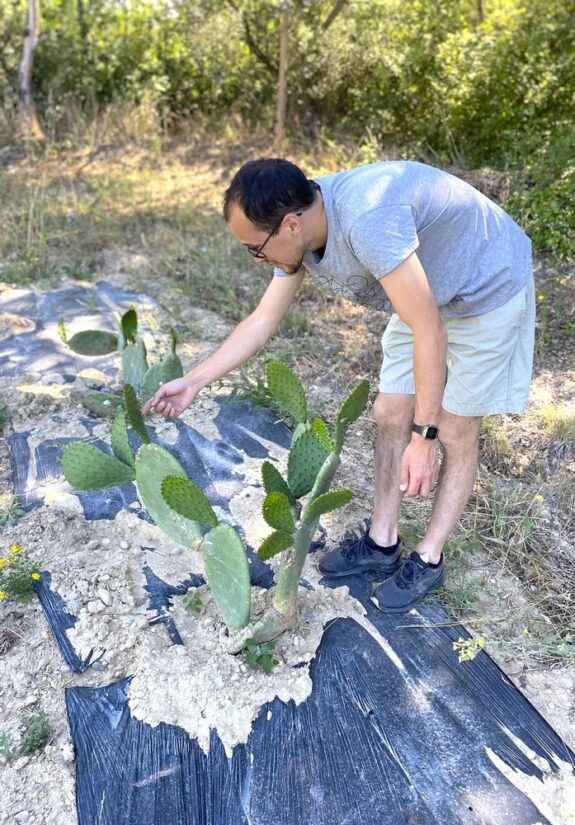 agribio13-culture-nouvelle-figuier-barbarie