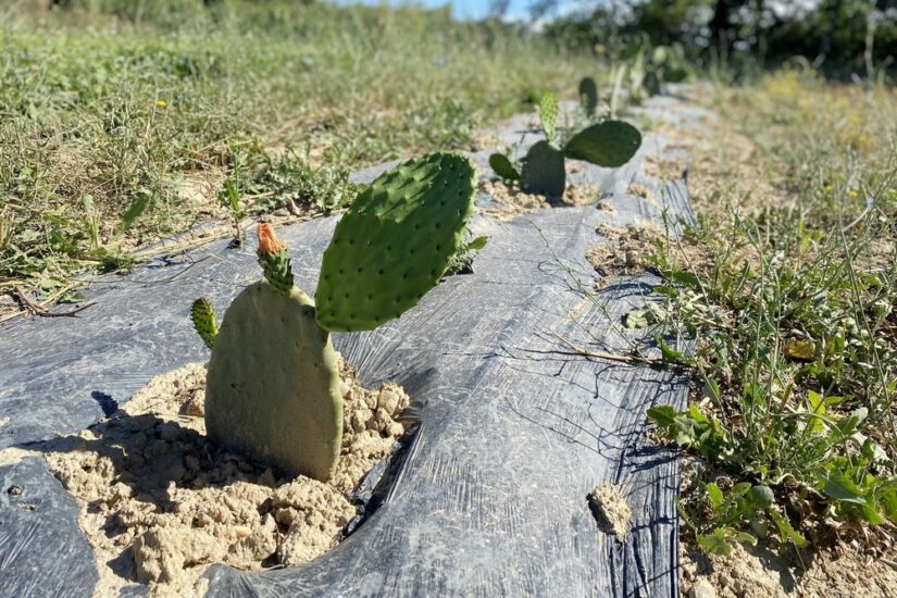 figuier-barbarie-rechauffement-climatique