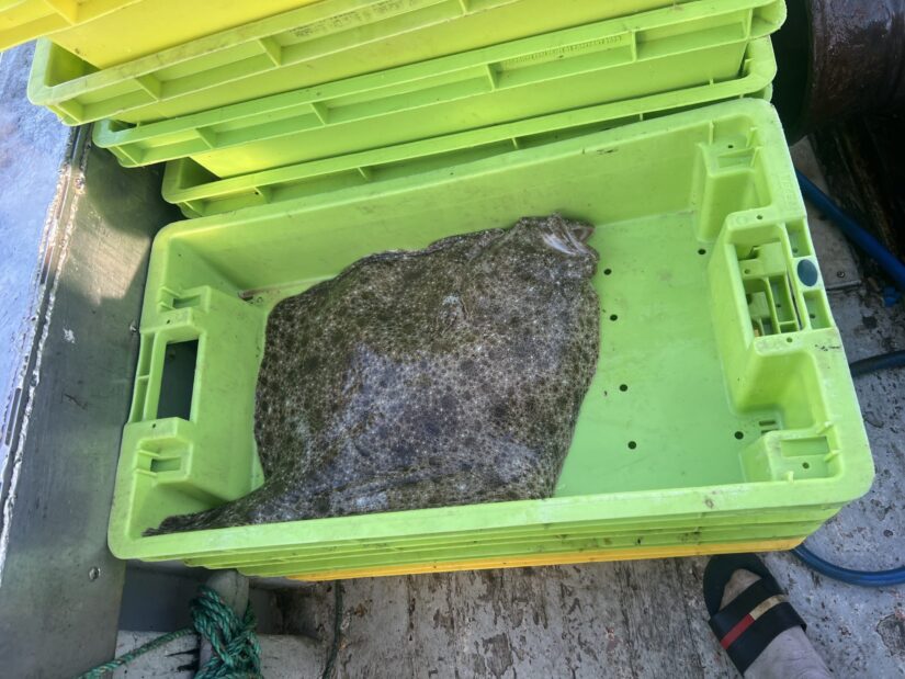 Ce jeudi 11 juillet, le capitaine Alexandre et son équipage ont pêché un turbo de 10 kg.