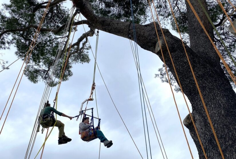 Grimper aux arbres n’est pas qu’un jeu d’enfants 1
