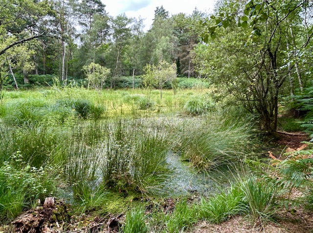 Le Domaine de la Voisine, modèle d'une sylviculture douce 3