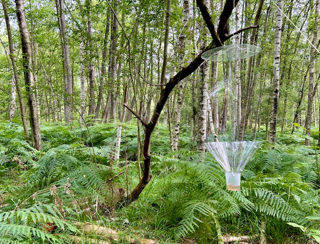 Le Domaine de la Voisine, modèle d'une sylviculture douce 4
