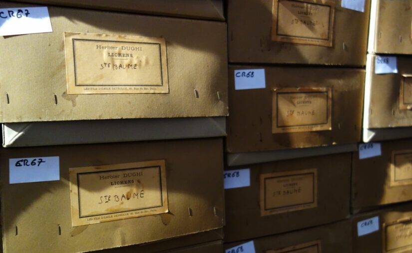 collection-herbier-lichen-museum-aix