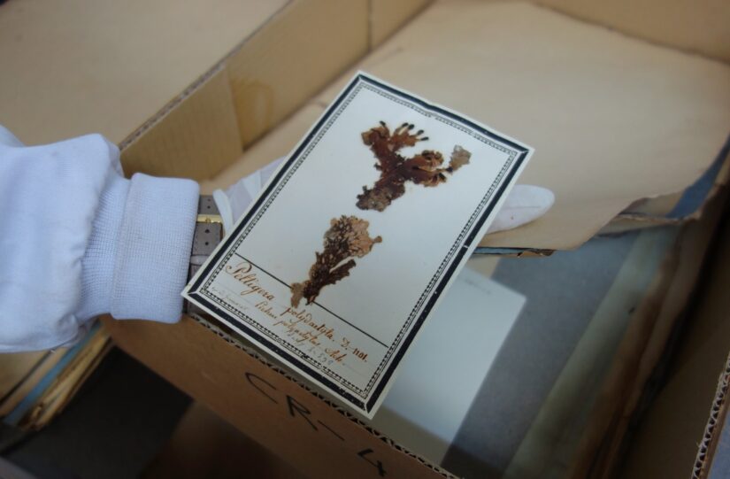 Les lichens, si utiles et pourtant si méconnus