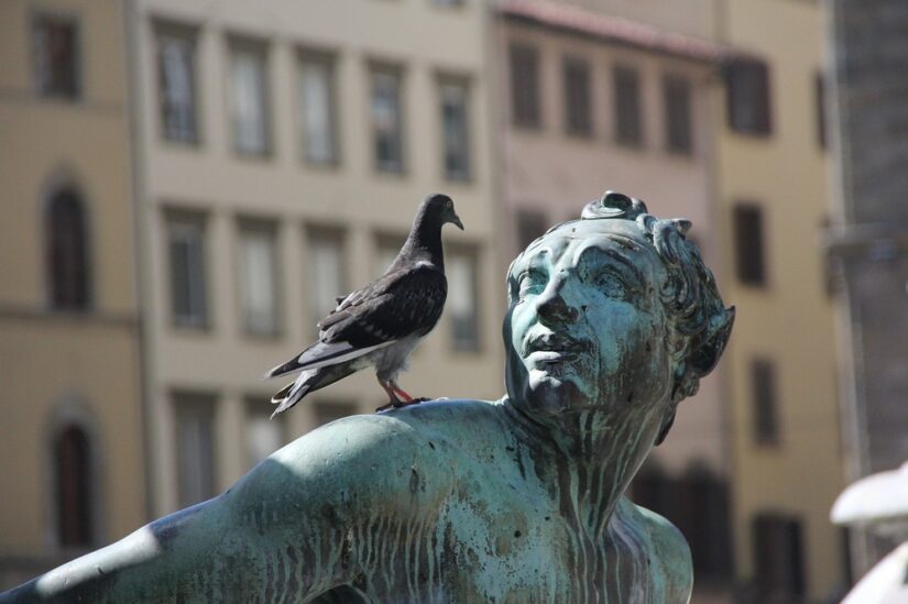 pigeonniers-contraceptifs-ville-marseille-france