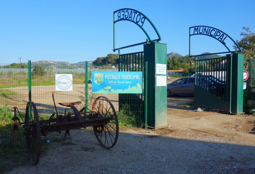 Une mairie cultive ses propres légumes pour ses cantines 3
