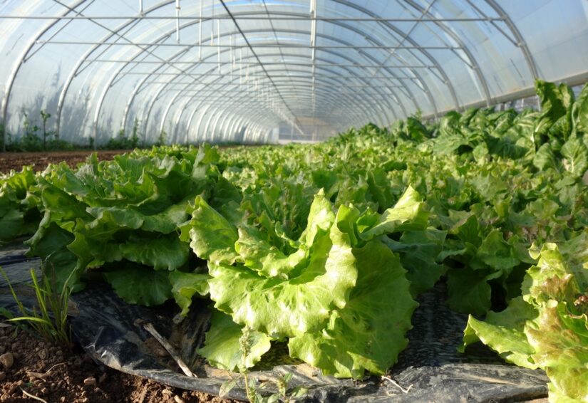 regie-agricole-municipale-cuisine-cantine