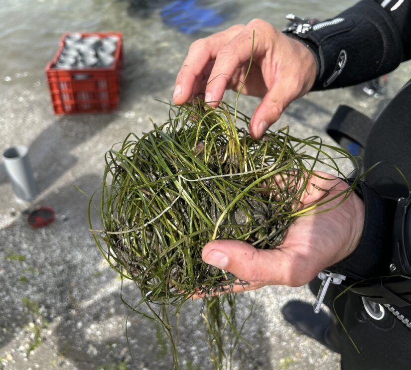 transplantation-herbier-zosteres-etang-berre