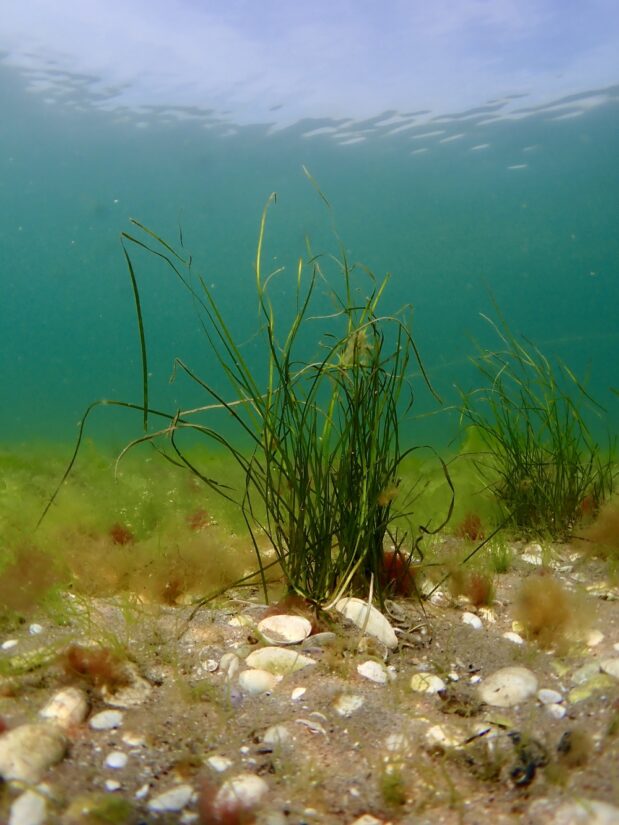 transplantation-zosteres-etang-berre-gipreb