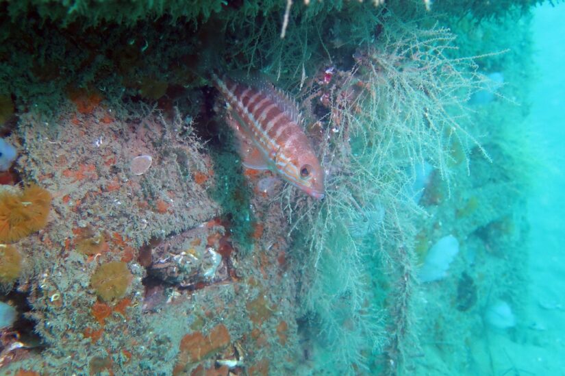 poisson-laitier-mediterranee-protection-mer