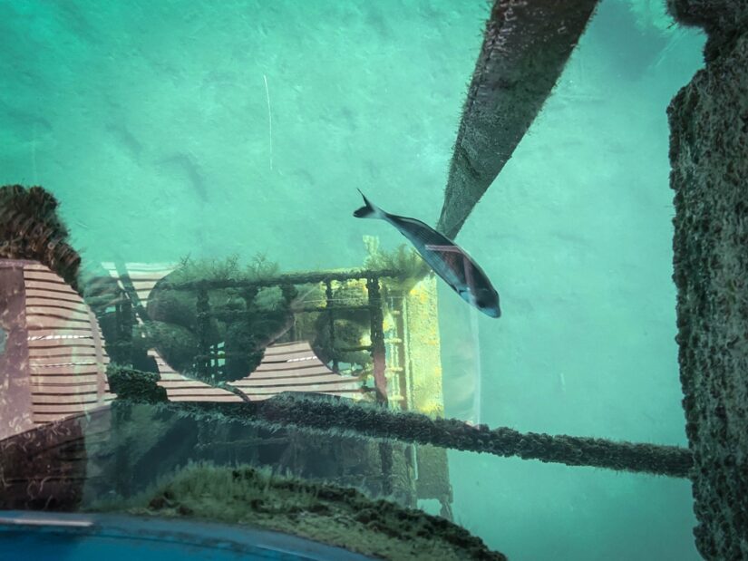 ponton-recif-artificiel-one-concept-marine