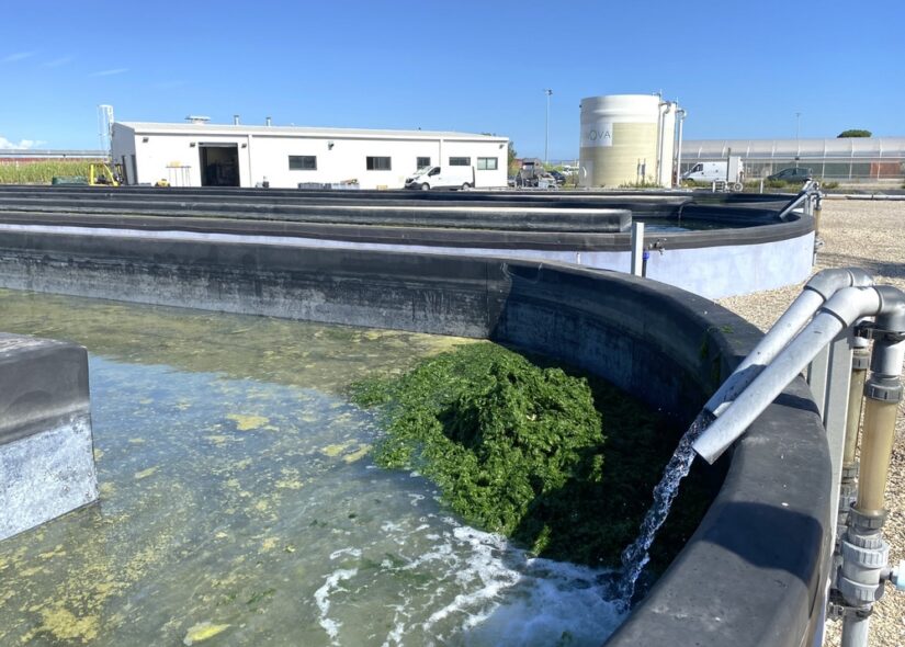 ulve-algues-vertes-alternative-plastique