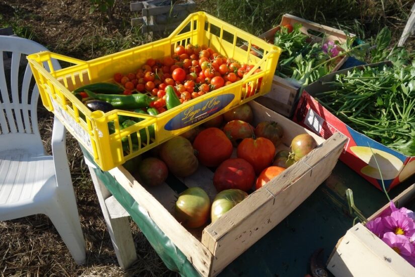 ferme-legume-aide-demunis-cols-verts