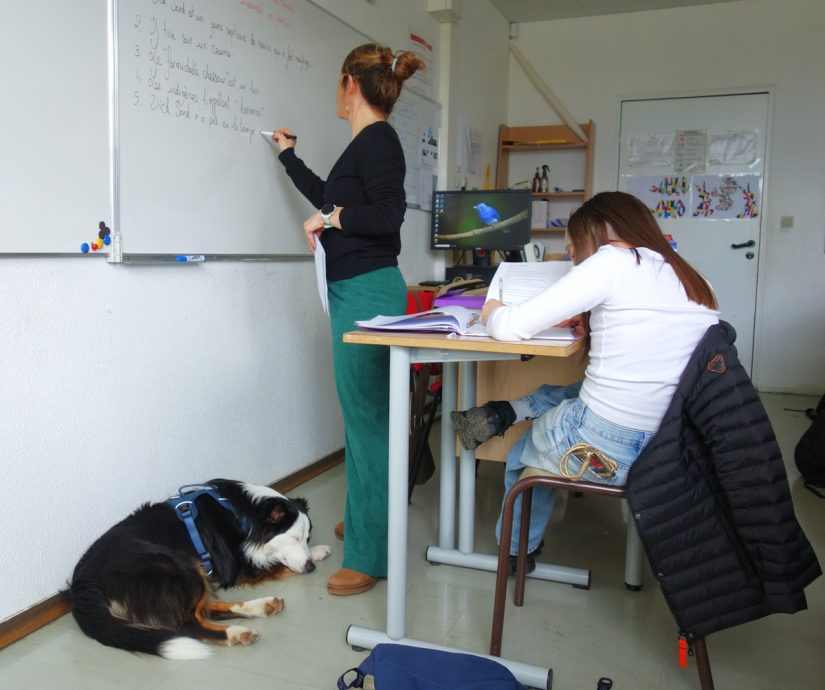 mediation-animale-ecole-scolaire-aubagne