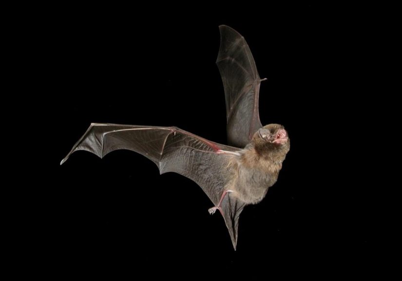 chauve-souris-espece-protege-trame-noire