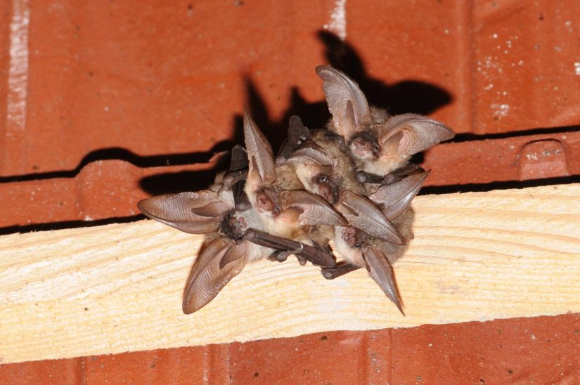 proteger-chauve-souris-biodiversite