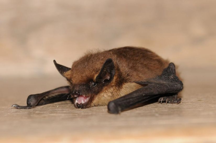 trame-noire-protection-chauve-souris