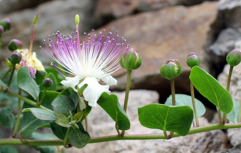 fleur-capre-caprier