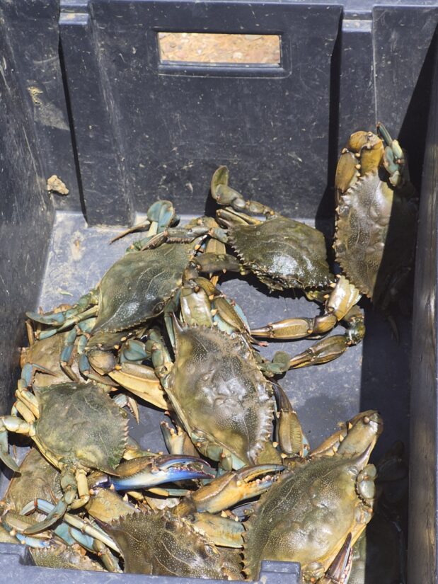 peche-regulation-crabe-bleu-mediterranee