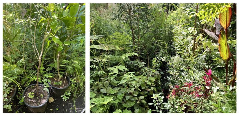 Pots et plantes Jardin intérieure